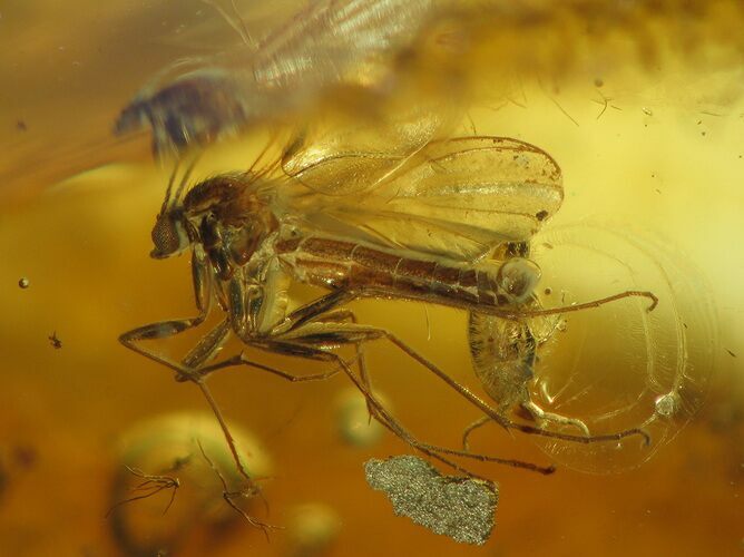 Exceptional Fossil Fly & Springtail In Baltic Amber #39100